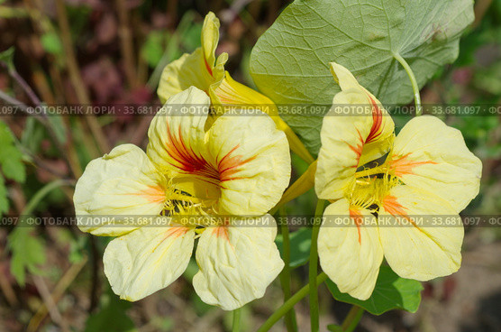 Цветы настурции (лат. Tropaeolum) крупным планом. Стоковое фото, фотограф Елена Коромыслова / Фотобанк Лори