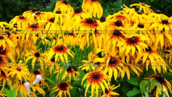 Цветы рудбекии (Rudbeckia) Стоковое видео, видеограф Алёшина Оксана / Фотобанк Лори