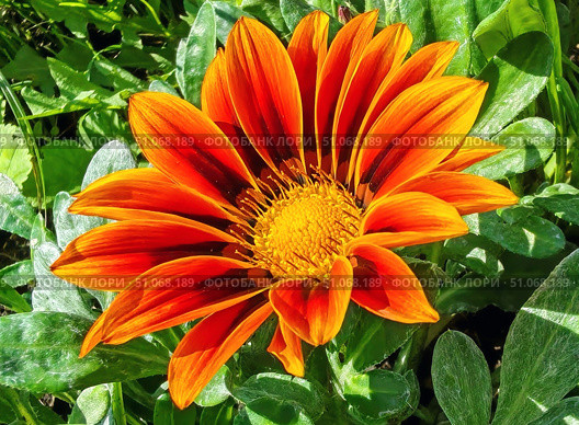 Цветы. Сад. Огород. Лето. Дача. Природа. Газания жестковатая.  Gazania rigens. Стоковое фото, фотограф Владимир Зыбин / Фотобанк Лори