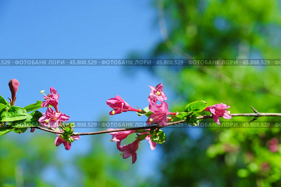 Цветы Вейгела (Weigela) Стоковое фото, фотограф Алёшина Оксана / Фотобанк Лори
