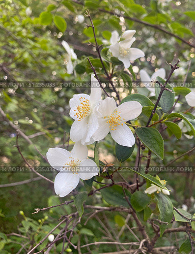 Цветы жасмина (Jasminum) Стоковое фото, фотограф Мария Кылосова / Фотобанк Лори