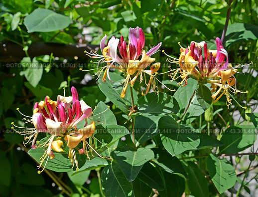 Цветы жимолости каприфоль (Lonicera caprifolium L.) Стоковое фото, фотограф Ирина Борсученко / Фотобанк Лори
