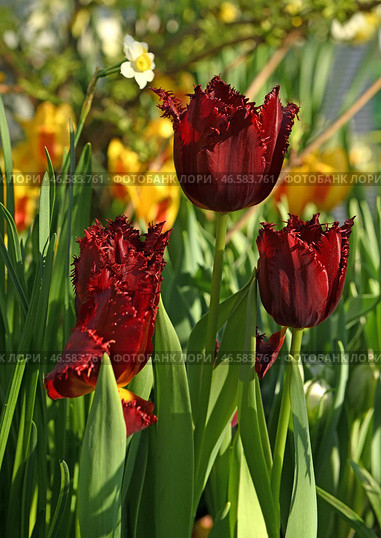 Tulipa Pacific Pearl, dark red flowers with lightly fringed edges and broadly lance-shaped, grey-green leaves. Стоковое фото, фотограф Валерия Попова / Фотобанк Лори