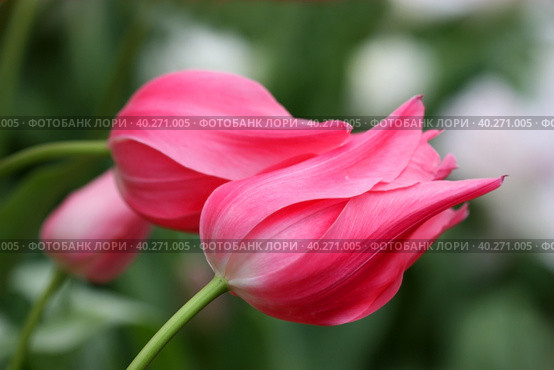 Tulips pink. Flower bright background horizontally. Tulipa. Liliaceae Family. Стоковое фото, фотограф Говорова Лариса / Фотобанк Лори