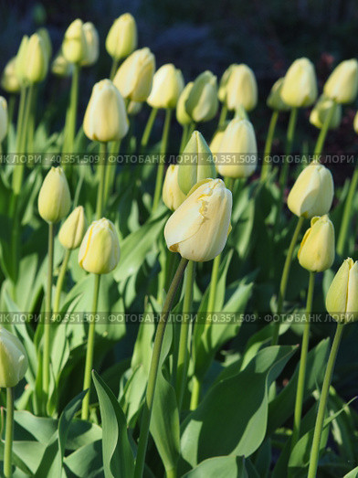 Тюльпан Айвори Флорадейл/ Tulip Ivory Floradale. Стоковое фото, фотограф Елена Косько / Фотобанк Лори