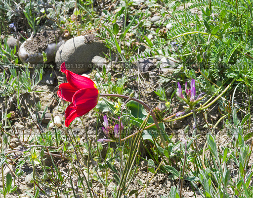 Тюльпан Шренка (лат. Tulipa suaveolens) на каменистом глинистом горном склоне. В России этот вид тюльпанов занесен в Красную книгу. Мыс Меганом, Крым, конец апреля (2021 год). Стоковое фото, фотограф Сергей Рыбин / Фотобанк Лори