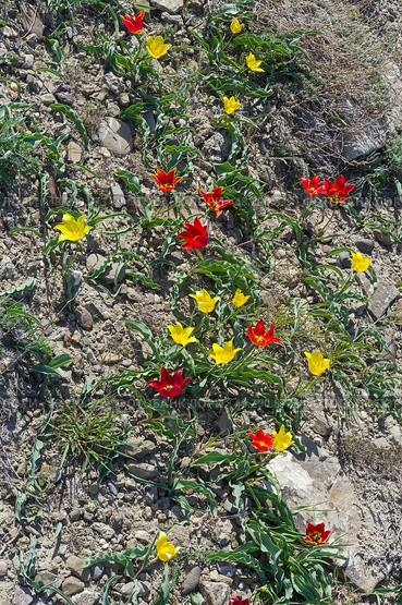 Тюльпан Шренка (лат. Tulipa suaveolens) на каменистом глинистом горном склоне. В России этот вид тюльпанов занесен в Красную Книгу. Мыс Меганом, Крым, конец апреля. Стоковое фото, фотограф Сергей Рыбин / Фотобанк Лори