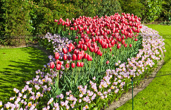 Тюльпаны. Королевский парк цветов Кёкенхоф (Keukenhof). Лиссе. Нидерланды (2018 год). Редакционное фото, фотограф Сергей Афанасьев / Фотобанк Лори