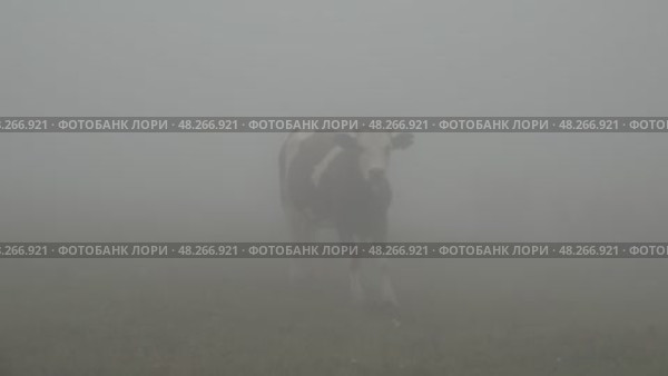 Туманное утро на ферме: корова в утреннем тумане. Стоковое видео, видеограф Александр Заречнев / Фотобанк Лори