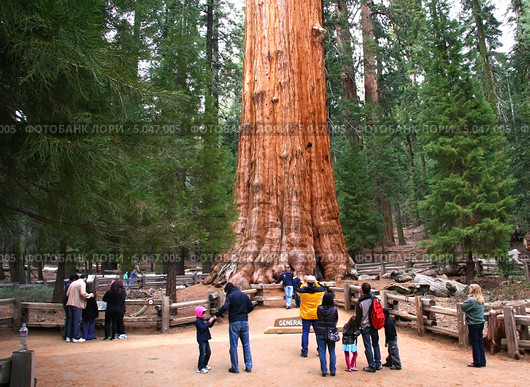 Туристы около гигантской секвойи "Генерал Шерман". Калифорния. США. Sequoia National Park (2013 год). Редакционное фото, фотограф Klarissan / Фотобанк Лори