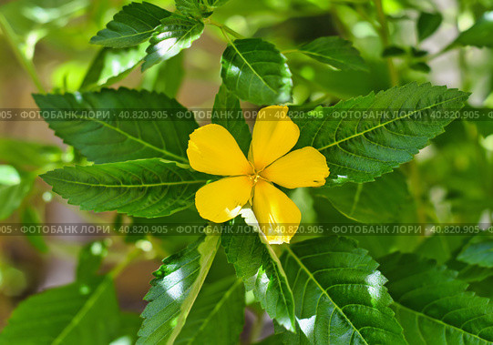Turnera ulmifolia flower or ramgoat dashalong growing in vietnam. Стоковое фото, фотограф Татьяна Терехина / Фотобанк Лори