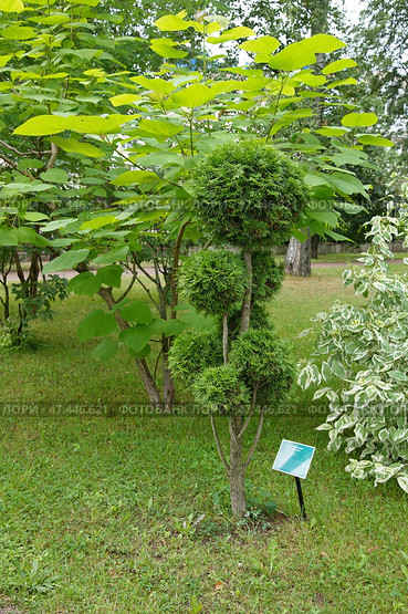 Туя западная (бонсай) (лат. Thuja occidentalis) и катальпа бигнониевидная (лат. Catalpa bignonioides) в Карякинском саду. Город Рыбинск, Ярославская область, Россия. Стоковое фото, фотограф Елена Коромыслова / Фотобанк Лори