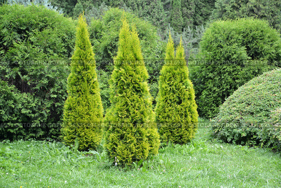 Туя западная, сорт Golden Smaragd (Thuja occidentalis L.). Посадка хвойных растений. Стоковое фото, фотограф Ирина Борсученко / Фотобанк Лори