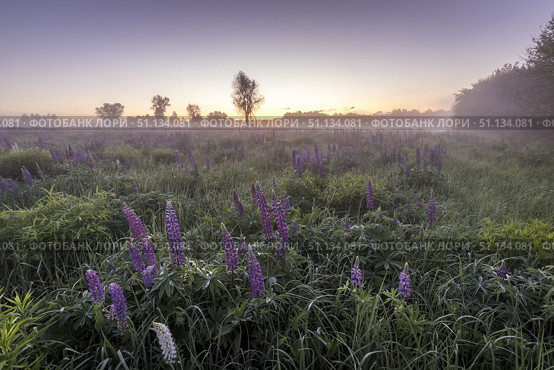 Twilight on a field covered with flowering lupines in summer morning with fog. Стоковое фото, фотограф Емельянов Евгений Викторович / Фотобанк Лори