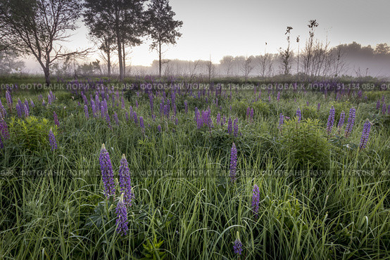 Twilight on a field covered with flowering lupines and path in summer morning with fog. Стоковое фото, фотограф Емельянов Евгений Викторович / Фотобанк Лори