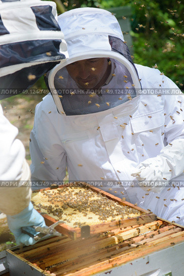 Two beekeepers working on hive. Стоковое фото, агентство Ingram Publishing / Фотобанк Лори