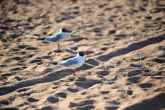 Two black-headed gulls (Chroicocephalus ridibundus) on a sandy beach. The birds stand out against the golden sand with their white bodies, grey wings and distinctive dark brown heads. One gull with its red beak and bright red legs is clearly visible in the foreground, while the other bird is blurred in the background, creating an effect of depth and movement. Soft sunlight highlights the texture of the sand and soft shadows, giving the photo the atmosphere of a summer day. The image is ideal for illustrations on the themes of nature, wildlife, beach holidays and ecology. Стоковое фото, фотограф Анна Кривицкая / Фотобанк Лори
