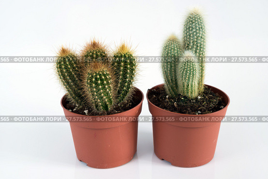 Two Cactus in pot on white background. Стоковое фото, фотограф Володина Ольга / Фотобанк Лори
