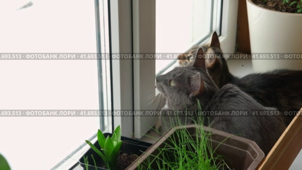 Two cats look out through window at the birds. Domestic cats want to catching bird, attack, scrape the glass. Cute kitty sitting on windowsill. Feline watching bird outside the window. Closeup. Стоковое видео, видеограф Марина Демидюк / Фотобанк Лори
