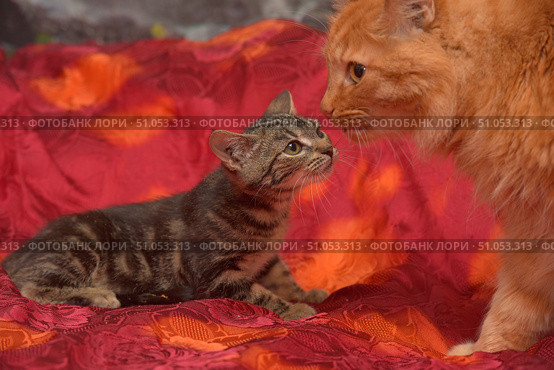 Two cats on a red satin blanket with a floral pattern. On the left is a small tabby kitten lying on its belly, looking up at the older cat. On the right is a fluffy ginger cat with long hair, looking intently at the kitten. Their muzzles are close together, creating a touching scene of acquaintance or communication. The atmosphere of the frame is warm and homely, with an emphasis on trust and curiosity between the animals. Стоковое фото, фотограф Анна Кривицкая / Фотобанк Лори