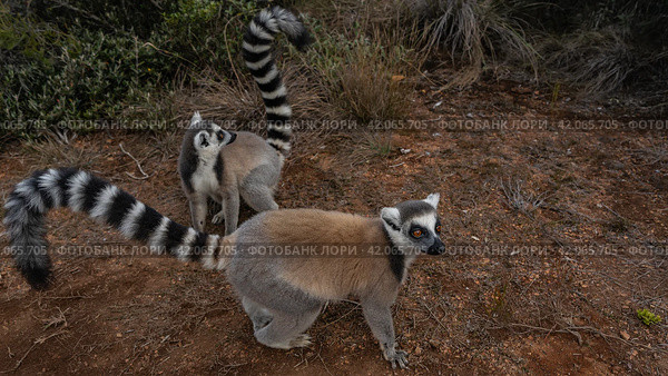 Two cute ring-tailed catta lemurs are sitting on a dirt track with red soil. Fluffy beige fur, bright orange eyes. The long striped tails are raised and curled. Madagascar. Lemur Island. Nosy Soa Park (2023 год). Стоковое фото, фотограф Вера Ивановна Кубарева / Фотобанк Лори