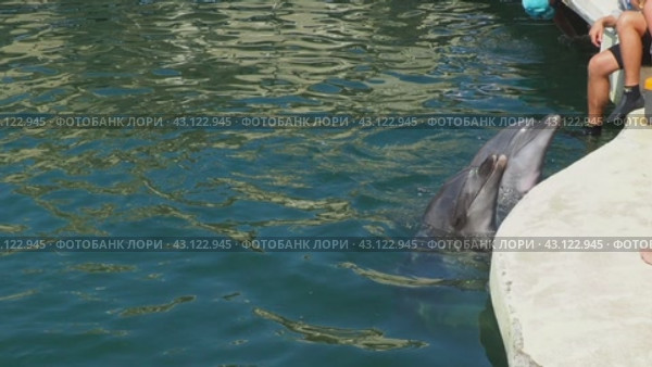 Two dolphins poked their heads out of the sea water and are waiting for fish near the pier. Dolphins Bottlenose dolphins. Mating season. Aquatic mammals of cetacean infraorder, family Delphinidae. Стоковое видео, видеограф Юлия Петровская / Фотобанк Лори