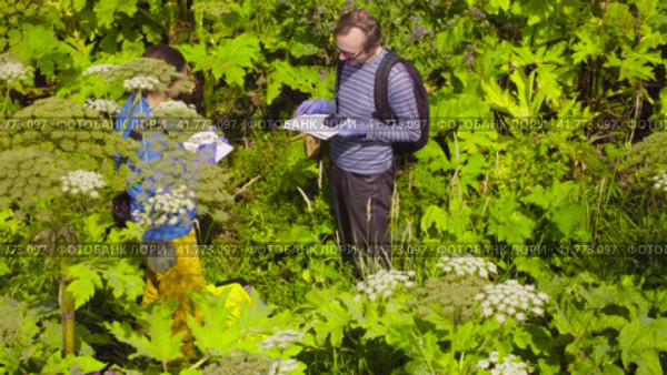 Two ecologist scientists in thickets of cow-bream. Стоковое видео, видеограф Chudakov_Ivan / Фотобанк Лори
