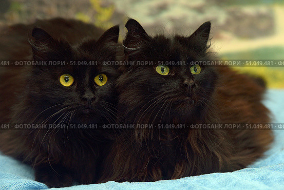 Two fluffy black cats with long, thick fur lie side by side on a blue blanket, looking intently in the same direction. Their large, expressive eyes - bright yellow and yellow-green - stand out against the dark fur, creating a striking contrast. Soft lighting highlights the volume and silky texture of the fur, and the blurred background with natural elements gives the photo a cozy atmosphere. The composition conveys a sense of closeness and mutual trust between the animals.Domestic long-haired cats, possibly a type close to a non-pedigree or a crossbreed with features of the Maine Coon or Siberian breed, but without clear breed standards. Стоковое фото, фотограф Анна Кривицкая / Фотобанк Лори