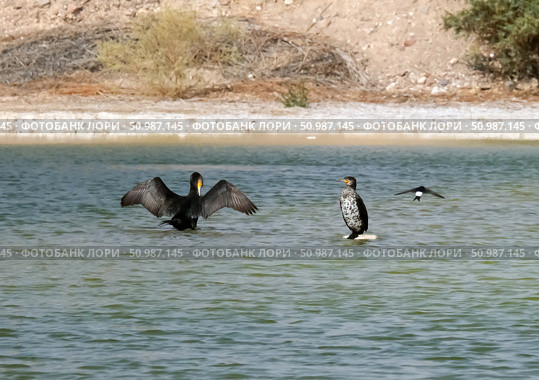Two Great Cormorants (Phalacrocorax carbo) and collared sand martin (Riparia riparia) Стоковое фото, фотограф Irina Opachevsky / Фотобанк Лори