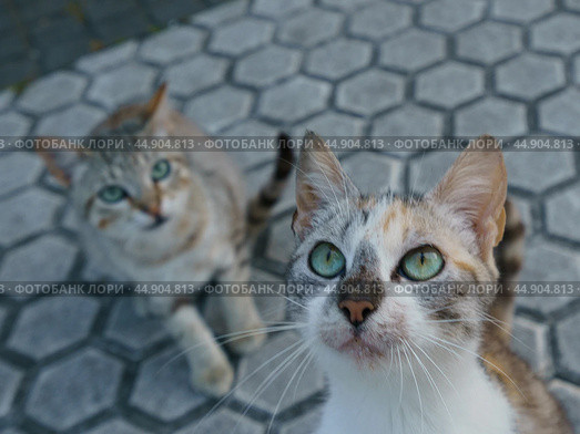 Two homeless cats beg for food on the city street. Стоковое фото, фотограф YuryKara / Фотобанк Лори