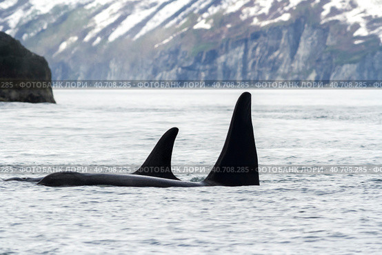 Two killer whales (Orca), Kamchatka Peninsula, Russia. Стоковое фото, фотограф VittoriaChe / Фотобанк Лори