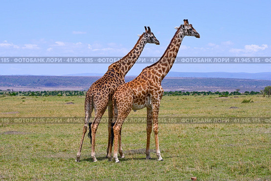Two male giraffes competing for dominance over a herd. Maasai Mara National Nature reserve in Kenya, Africa (2022 год). Стоковое фото, фотограф Алексей Кузнецов / Фотобанк Лори