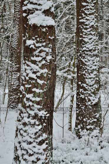Two pine trees covered with snow in a winter forest. Beautiful winter landscape. Стоковое фото, фотограф Сергей Трофименко / Фотобанк Лори