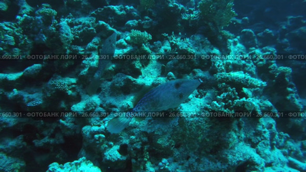 Two Scrawled Filefish next to the reef - Abu Dabbab, Marsa Alam, Red Sea, Egypt, Africa (2017 год). Стоковое видео, видеограф Некрасов Андрей / Фотобанк Лори