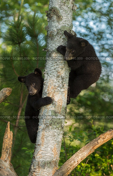 Two Young Black Bears (Ursus americanus) Hide in Tree - captive animals. Стоковое фото, агентство Ingram Publishing / Фотобанк Лори