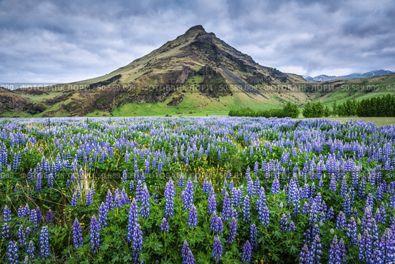 Typical Iceland landscape with mountains and lupine flowers field. Summer time. Стоковое фото, агентство Ingram Publishing / Фотобанк Лори
