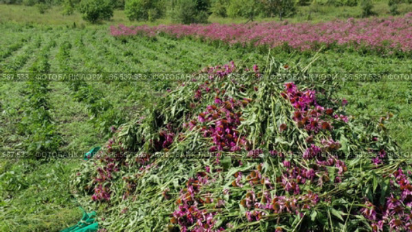 Уборка урожая эхинацеи пурпурной (Echinacea purpurea). Вид с воздуха. Harvesting of echinacea (Echinacea purpurea). Aerial view. Стоковое видео, видеограф Евгений Романов / Фотобанк Лори