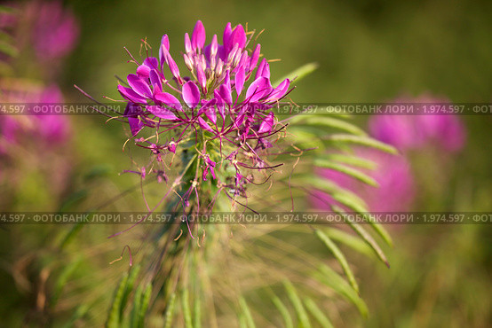 Удивительное растение. Клеома колючая (Cleome spinosa) или цветок-паук. Стоковое фото, фотограф Яна Королёва / Фотобанк Лори