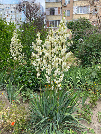 Юкка нитчатая (Yucca filamentosa) Стоковое фото, фотограф Мария Кылосова / Фотобанк Лори