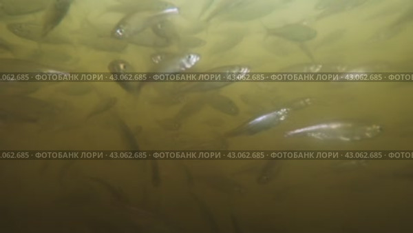 Уклейка. Стоковое видео, видеограф Александра  Ястребова / Фотобанк Лори