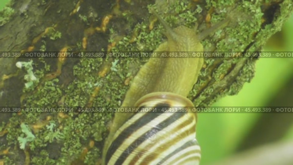 Улитка Австрийская цепея или Cepaea vindobonensis. Стоковое видео, видеограф Александр Мамонтов / Фотобанк Лори