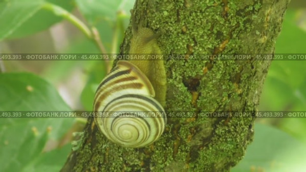 Улитка Австрийская цепея или Cepaea vindobonensis. Стоковое видео, видеограф Александр Мамонтов / Фотобанк Лори