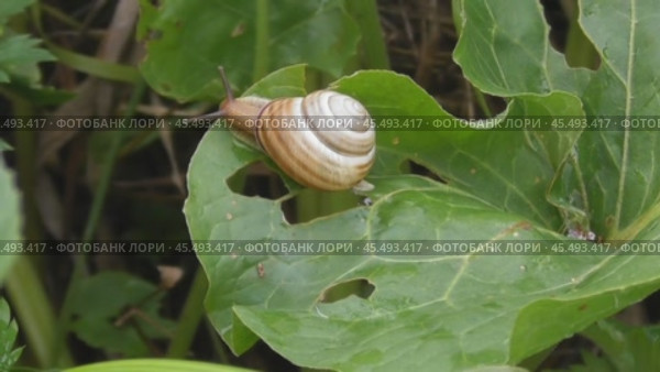 Улитка Австрийская цепея или Cepaea vindobonensis. Стоковое видео, видеограф Александр Мамонтов / Фотобанк Лори