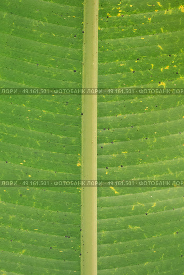 Underneath of tropical rainforest plant leaf with light shining through. Стоковое фото, агентство Ingram Publishing / Фотобанк Лори