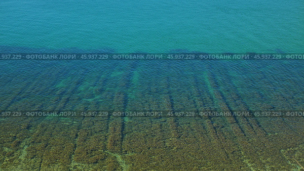 Underwater Seabed with Seagrass. A close-up of a shallow seabed with a dense growth of seagrass. The water is clear and turquoise, allowing for a clear view of the underwater landscape. Стоковое фото, фотограф Воловодов Владимир / Фотобанк Лори