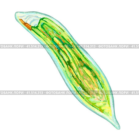 Unicellular protozoa. Color illustration of a single-celled bacterium. For printing textbooks, encyclopedias, brochures and posters on biology and medicine. For printing on objects and website design. Стоковая иллюстрация, иллюстратор Larisa Hamukova / Фотобанк Лори