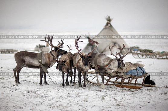 Упряжка оленей на фоне чума. Этнография. Ямал. Стоковое фото, фотограф Катерина Романова / Фотобанк Лори