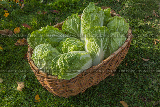 Урожай пекинской капусты (L. Brassica rapa subsp. Pekinensis), она же китайская капуста, или петсай, или салатная капуста. Стоковое фото, фотограф Александр Романов / Фотобанк Лори