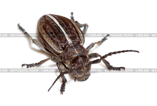 Усач-корнегрыз, Корнеед, Доркадион шелковистый, Dorcadion holosericeum, borer, Capricorn beetle, mahseer. Стоковое фото, фотограф Василий Вишневский / Фотобанк Лори