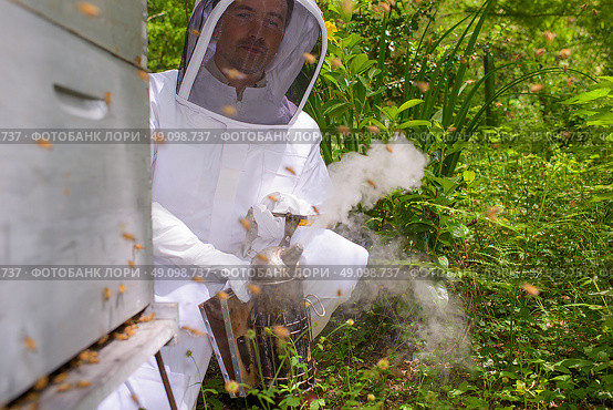 using a bee smoker. Стоковое фото, агентство Ingram Publishing / Фотобанк Лори